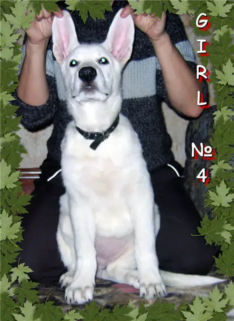 MORGANA-BEAUTY Star Way Royal