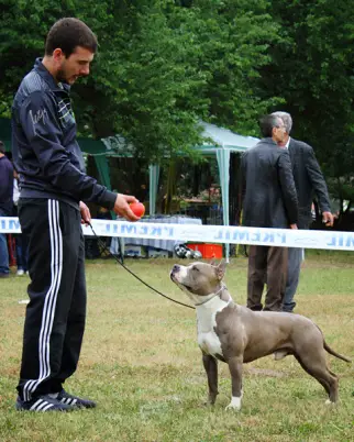 Spellbinder Long Step