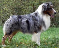 Shallow Rivers' Wahpeeh Catawba