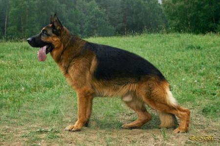 CH.PL Bronko Stary Samotar