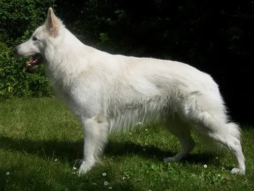 Cyrass - Leon la Blankpapilio