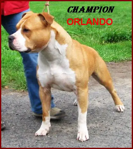 GRCH Szalai's ORLANDO