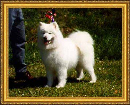 Kaissas COCO OF JUNIOR