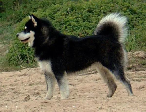 CH. Bright Northern Star Taro