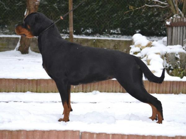 MULTI CH.JCH LUX Feena Von Den Nibelungen
