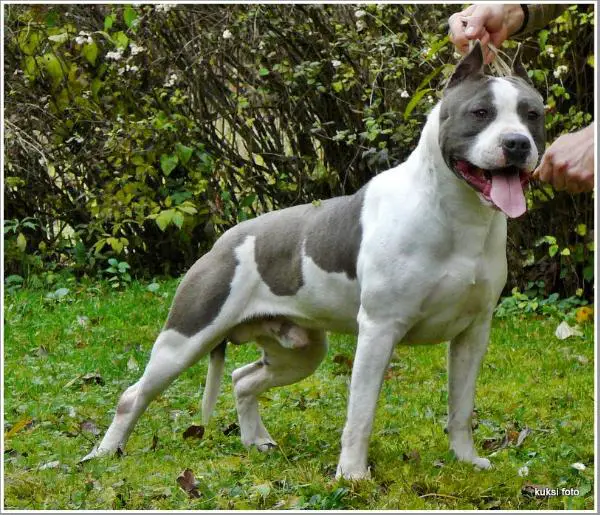 Imperial Lucky Luke of Rightstaff