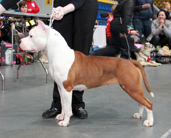 JCH RUS, CLUB, CH RU Zolotoi Angel Hranitel Chi-Anangha