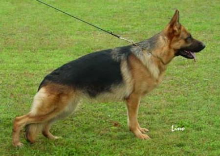 VA3 (ÖST) Vera von Aphrodite Kennel