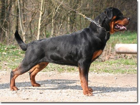 Anabolika vom Lauberg