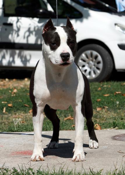 Street Lady Milbrans Long Step