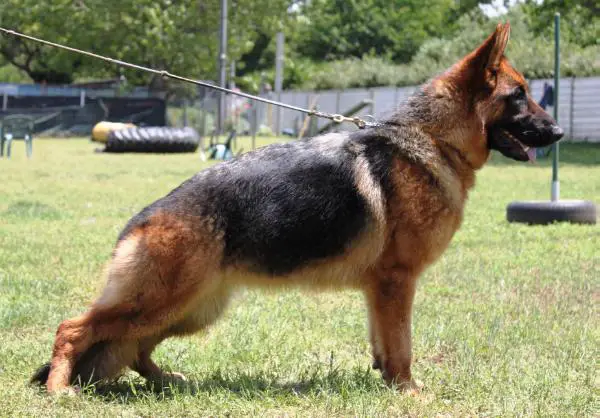 SG1 (ES) 9-12 MONTHS Tina do Principe Real