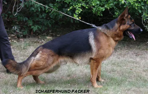 Schaeferhund Packer