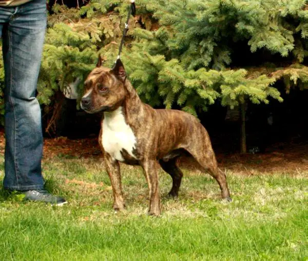 Dok's Pride Beyond Limits