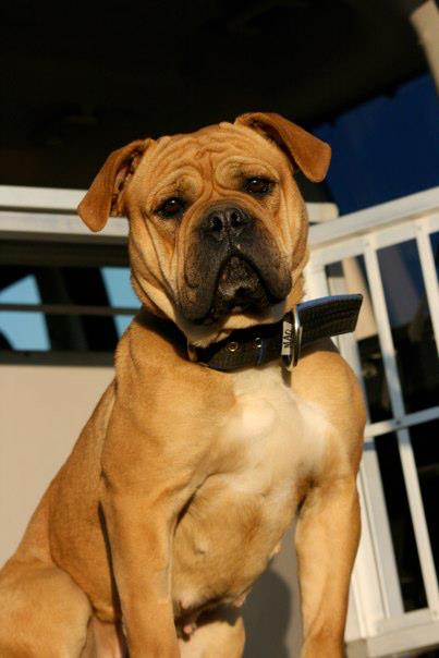 Freedombull's Hailey of ThunderDog Kennel