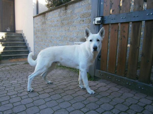 Brandon (Allevamento Piersigilli)