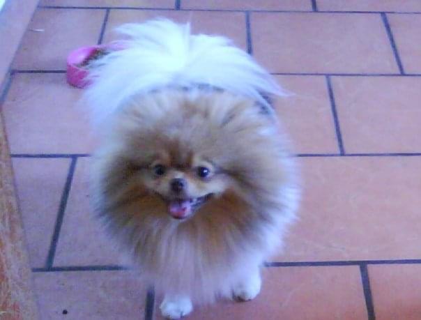 Cookie Star De Gnt