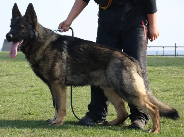 Agro od Policie Ceske republiky (Enzo)