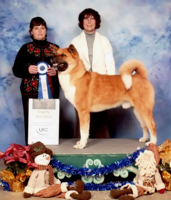 UKC CH Excel Shu-Ku's Fire in the Hole