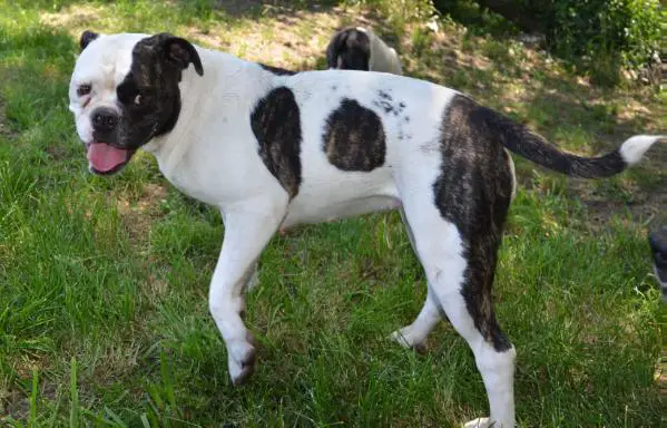 Bucalla's Lady Vanessa