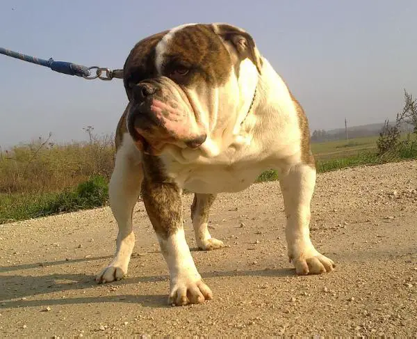 Gangsta's Bulldogs Spikey