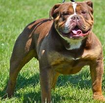 Bullforce's Calendar