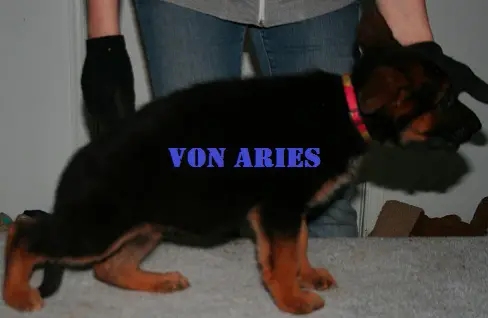 Hazel Von Aries