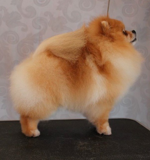 CAN CH Gemini's RikiTikiTimboNuSarRimbo