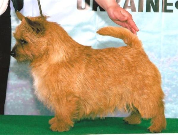 CH HU,UA,LT,RU BENTLEY GRAND VILLA ROSE