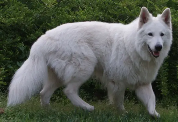 Nario Nero of the White Wolves Home