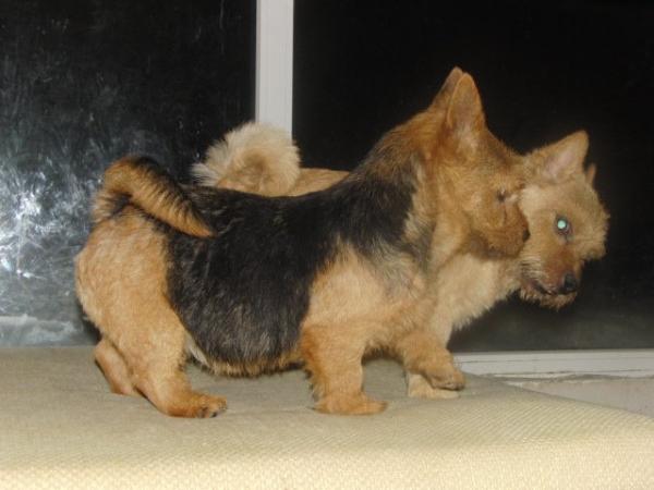 HONEYDEW HOLLY V. ALTEN MARKTSTEIG