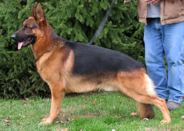 SG Fedor Vom Ritterberg