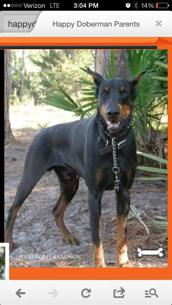 Rose's Sharp Dressed Man Sampson