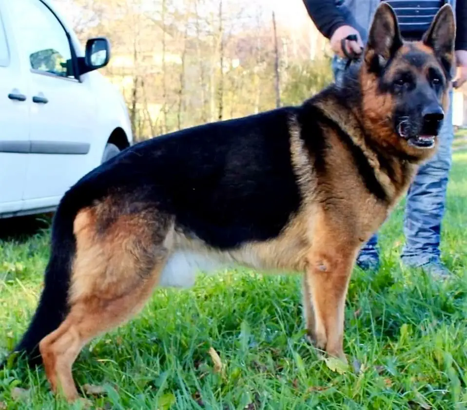 Onyx Sądeckie Lachy