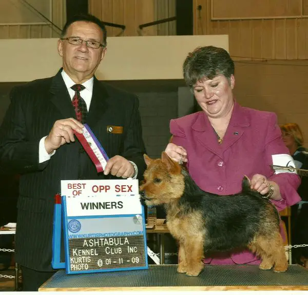 AM CH, CAN CH Foozle's Steel Magnolia