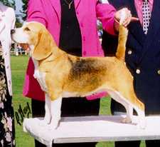 GCH Filnor Limelight