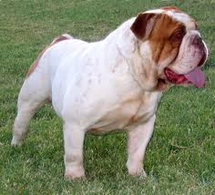 Rio Bravo's Deuces Wild