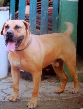 Sultan de Canchas Ibakken