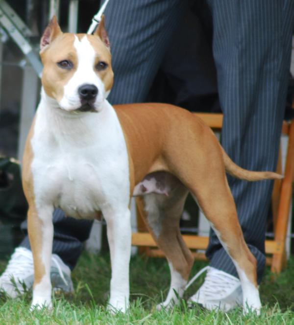 De Paco XZ That's All Right Mama