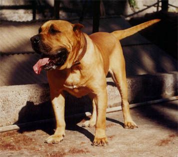 CH ESPANIA Bronce de la Jacha