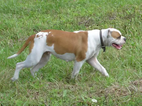 UWPS UWPCHX Double R's Candy