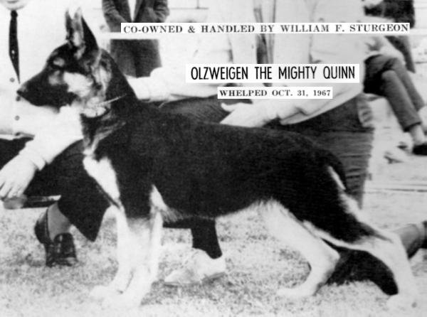 Olzweigen The Mighty Quinn