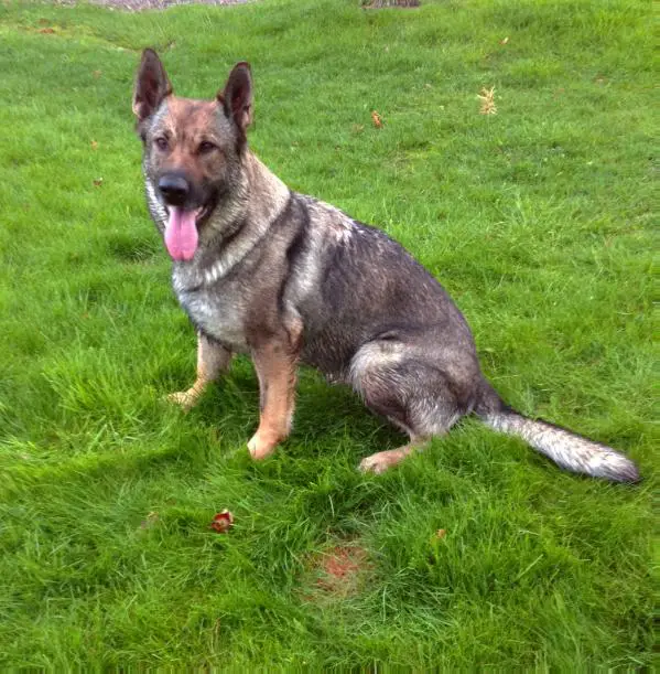 SG Imzedrifts Ulla-Tora