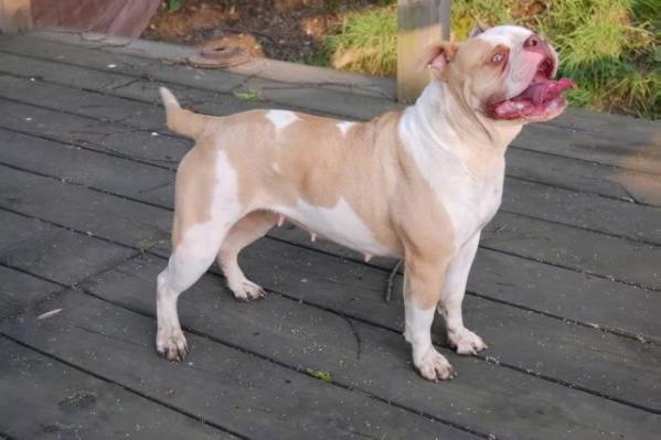 Brute Force Sweet N Lo