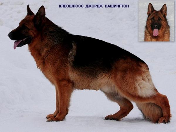 Kleoshloss Dzhorje Washington