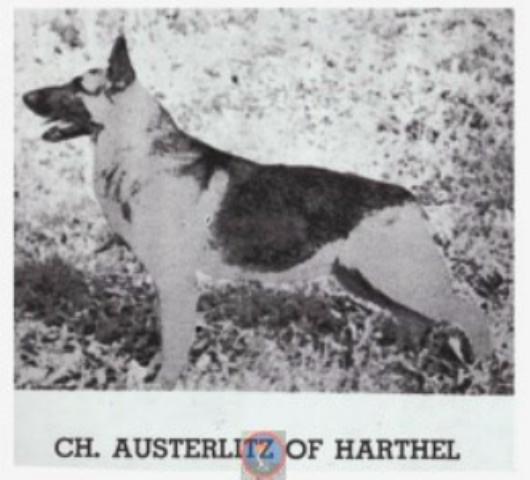 CH (US) Austerlitz of Harthel