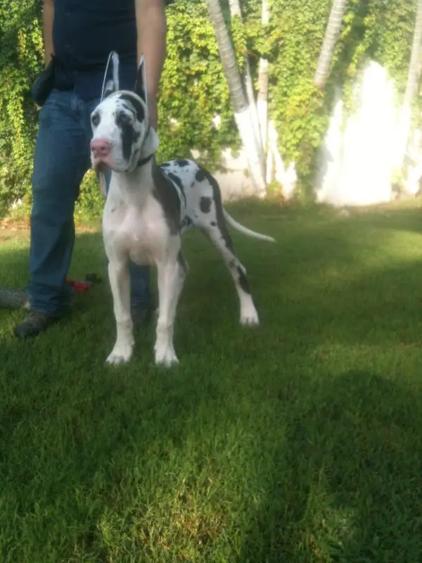 Zarina Great Dane Aguirre