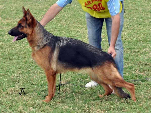 SG Petri de Sagasta