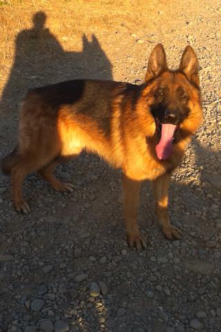 Rambo Von Nordkristall