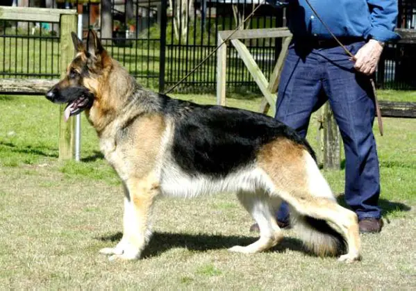 CH (US) Heidelberg'S Amazon V Whispe