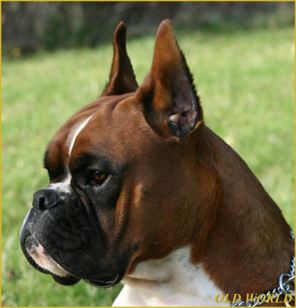 Italiano del Colle dell'Infinito